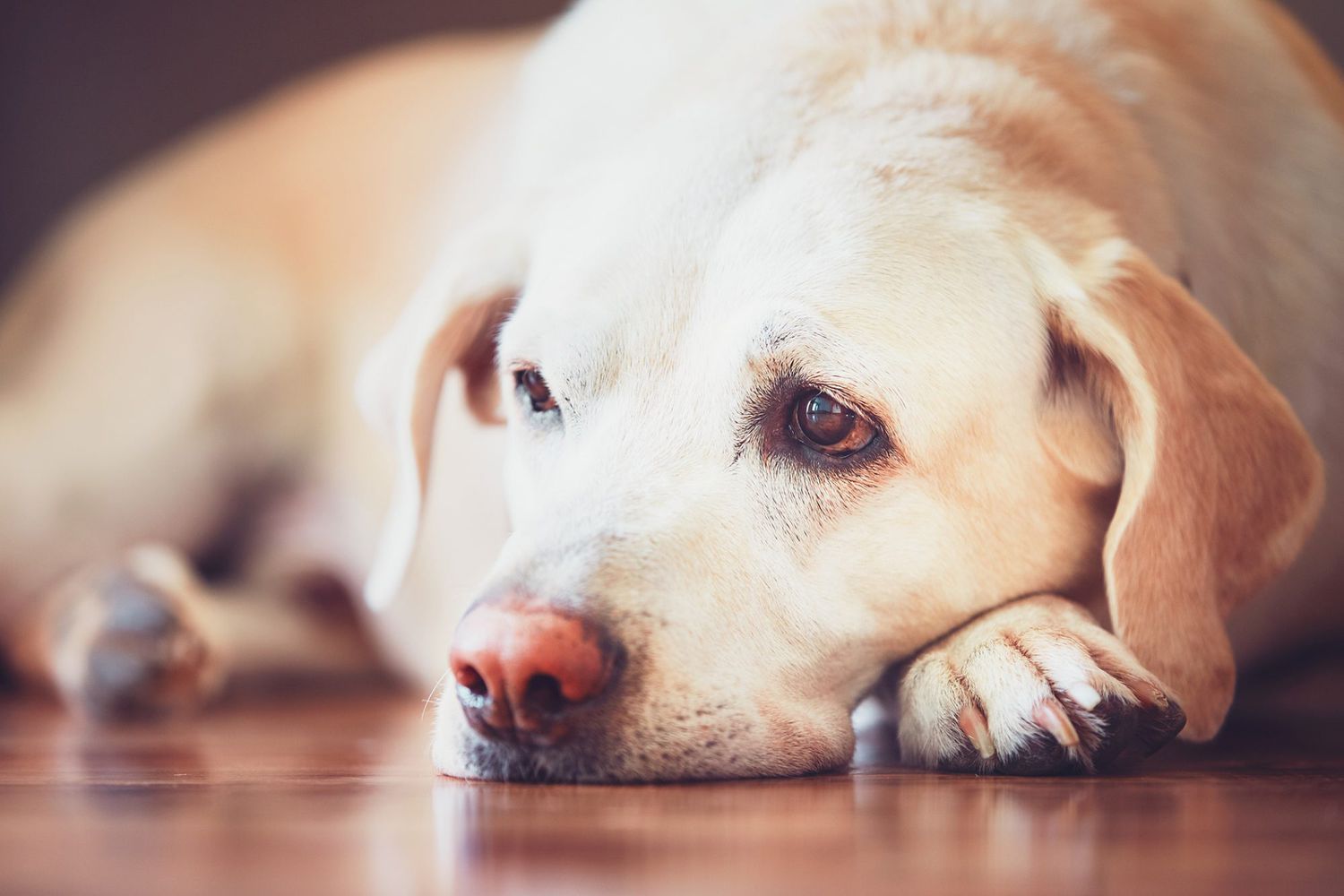 Calcoli Renali Del Cane Casi Sintomi E Trattamento