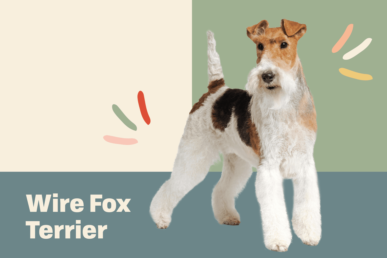 Wire Informazioni E Caratteristiche Sulla Razza Del Cane Fox Terrier