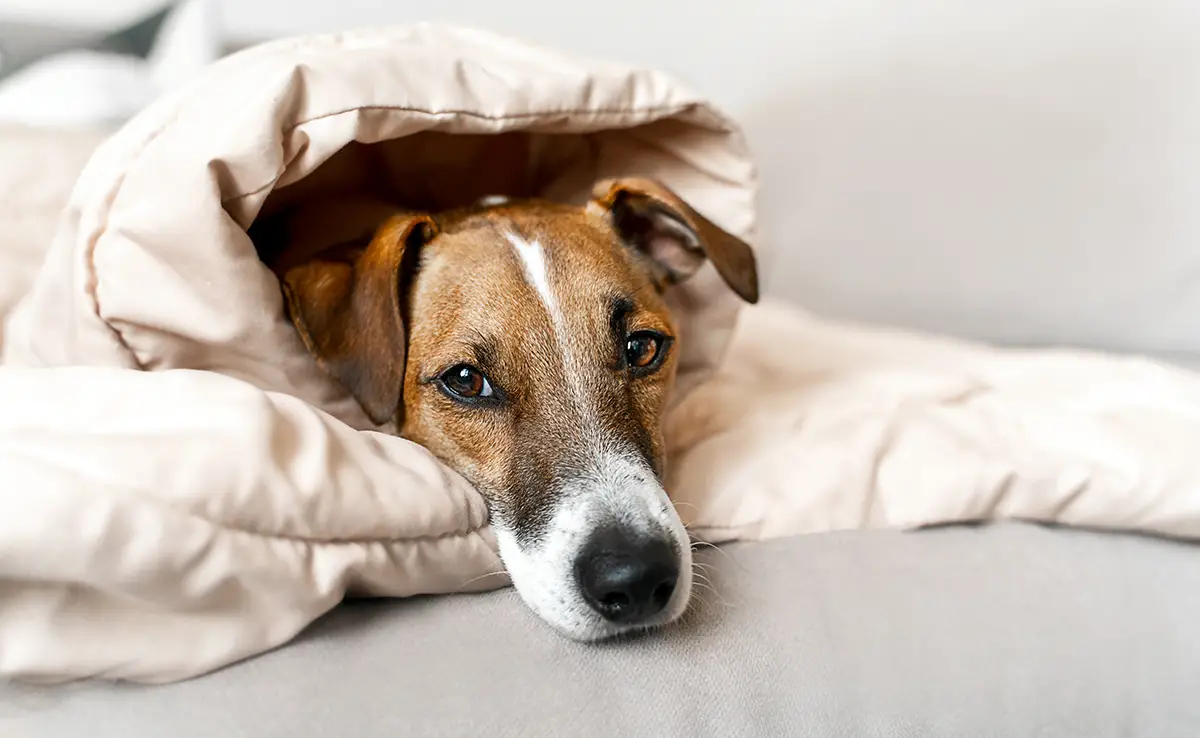 Raffreddore Nei Cani Cause Sintomi Trattamenti E Prevenzione