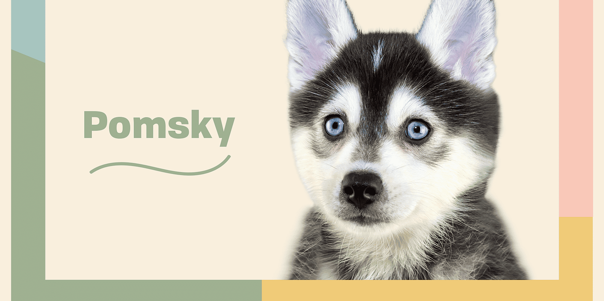 Un Pomsky Informazioni E Caratteristiche Sulla Razza Del Cane Pomsky | Zampe ...