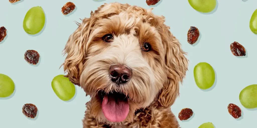 can dogs eat grapes and raisins 4