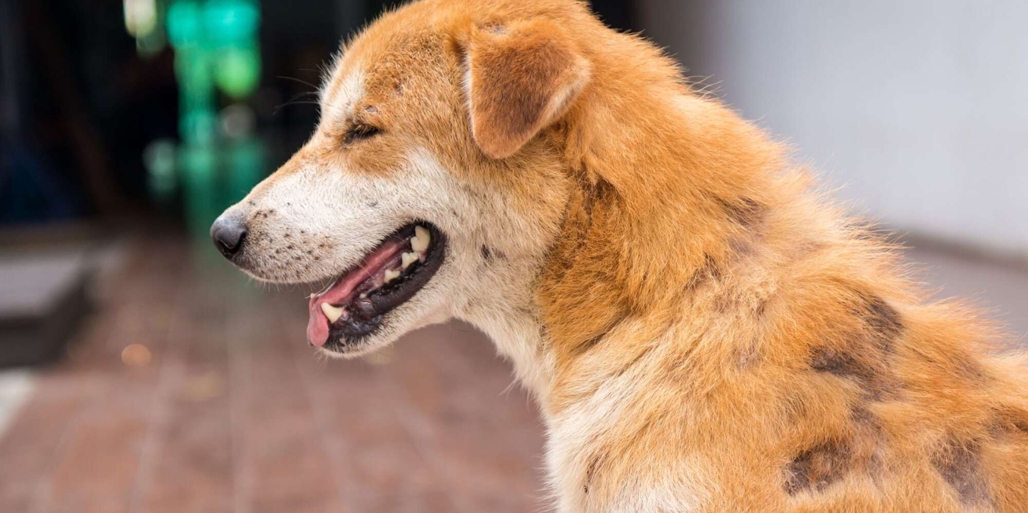 Come Riconoscere, Trattare E Prevenire La Rogna Nei Cani Pet Yolo