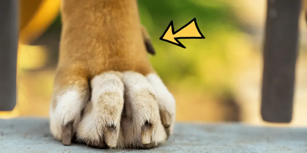 why do dogs have dew claws 2 219387094
