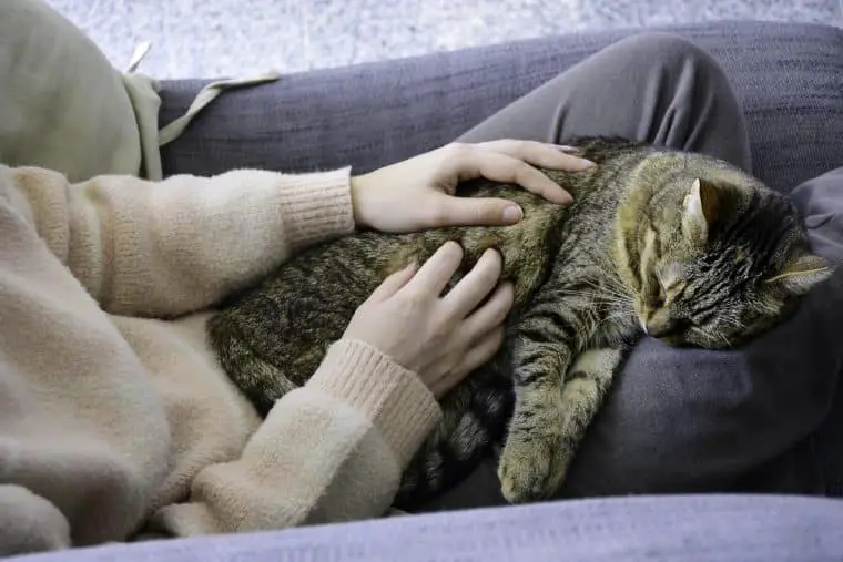 103058 AdobeStock 297395816 Sleepy satisfied tabby cat on lap Sleeping cat lying on its owners lap enjoying being cuddled and purring