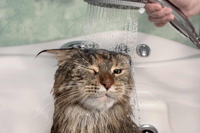 108216 AdobeStock 216571936 Wet cat in the bath