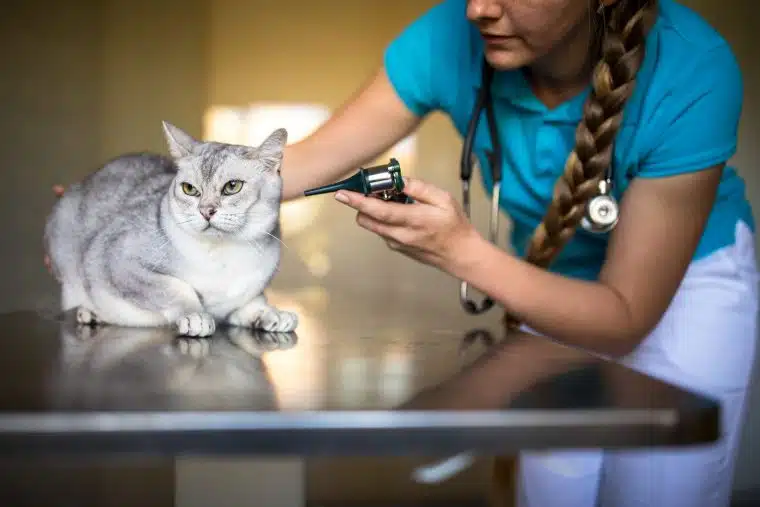 180987 PantherMedia 28140234 Kranke Katze wird von einem Tierarzt in einer Tierklinik untersucht min