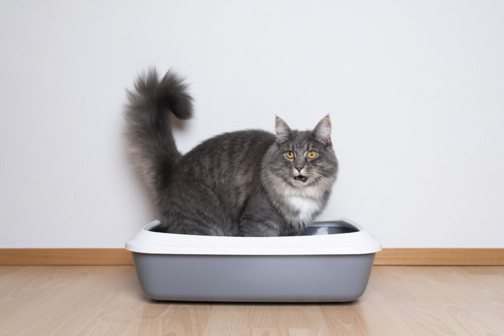 182550 mauritiusimages MEPI8967235 side view of a young blue tabby maine coon cat sitting in cat litter box in front of white wall with min