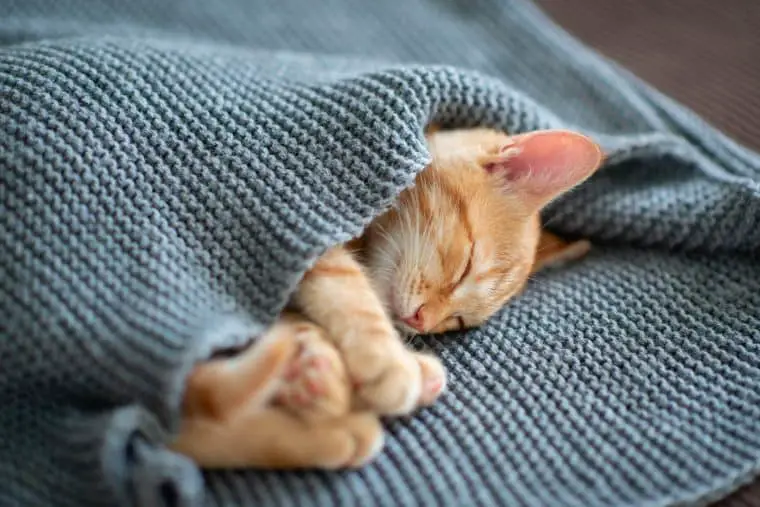 209656 AdobeStock 291562204 Cute red kitten sleeps on the back on sofa covered with a gray knitted blanket Adorable little pet C min