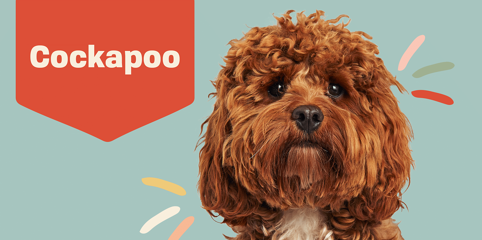 Informazioni E Caratteristiche Sulla Razza Del Cane Cockapoo | Pet Yolo