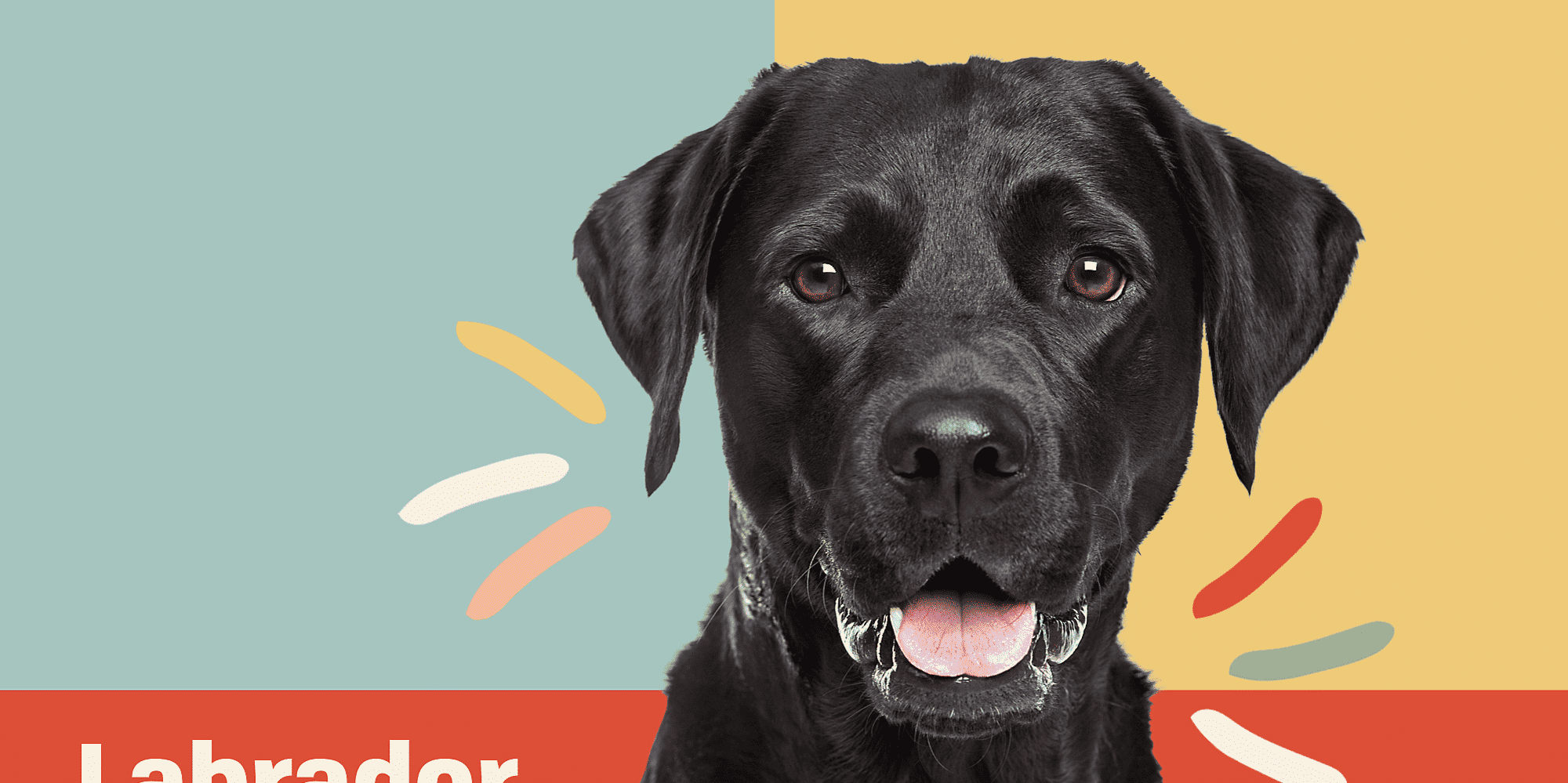 Labrador Retriever (laboratorio) Informazioni E Caratteristiche Sulla ...
