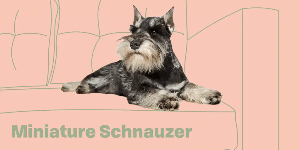 MINIATURE.SCHNAUZER Profile
