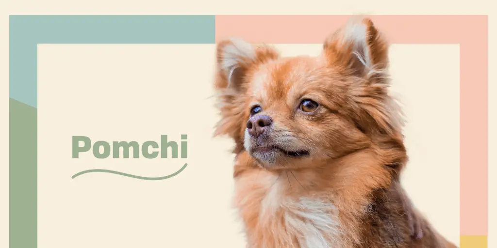POMCHI Profile