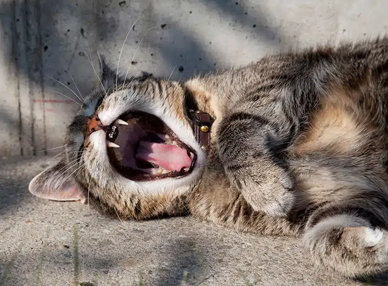 Zahngesundheit von Katzen