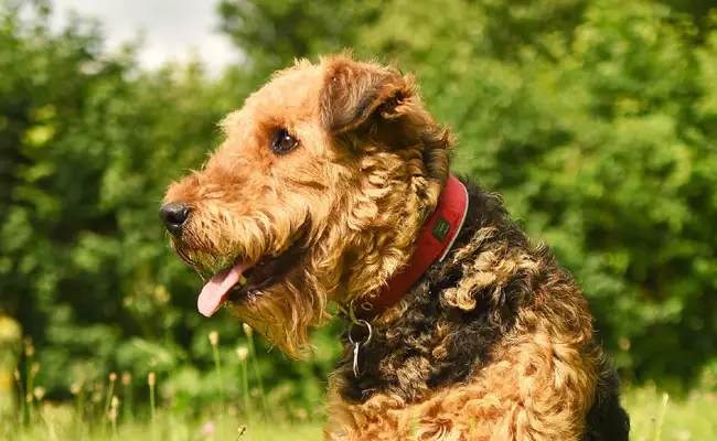 airedale terrier 1 092630 650 400