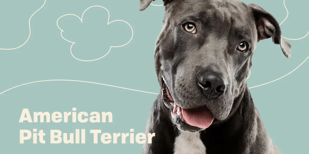 american pit bull terrier profile treatment