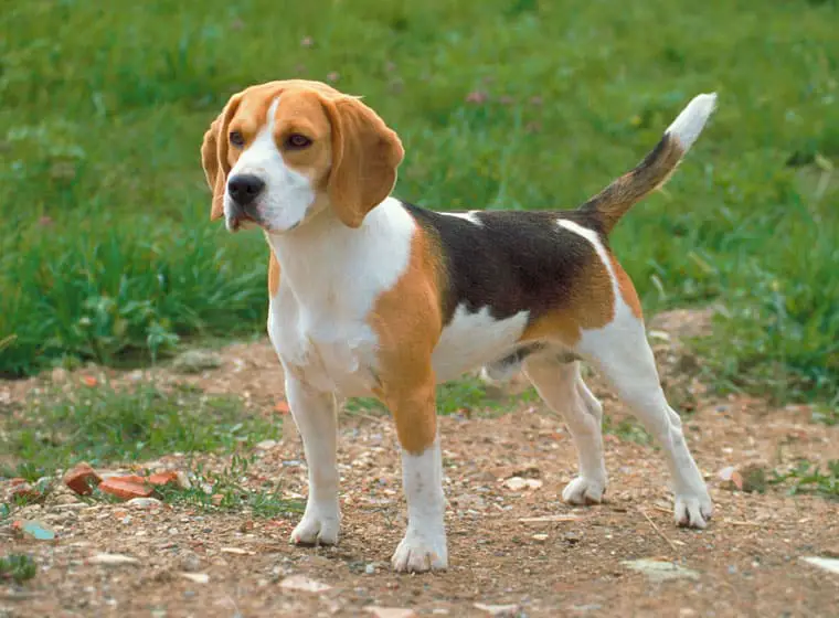 beagle hunderasse