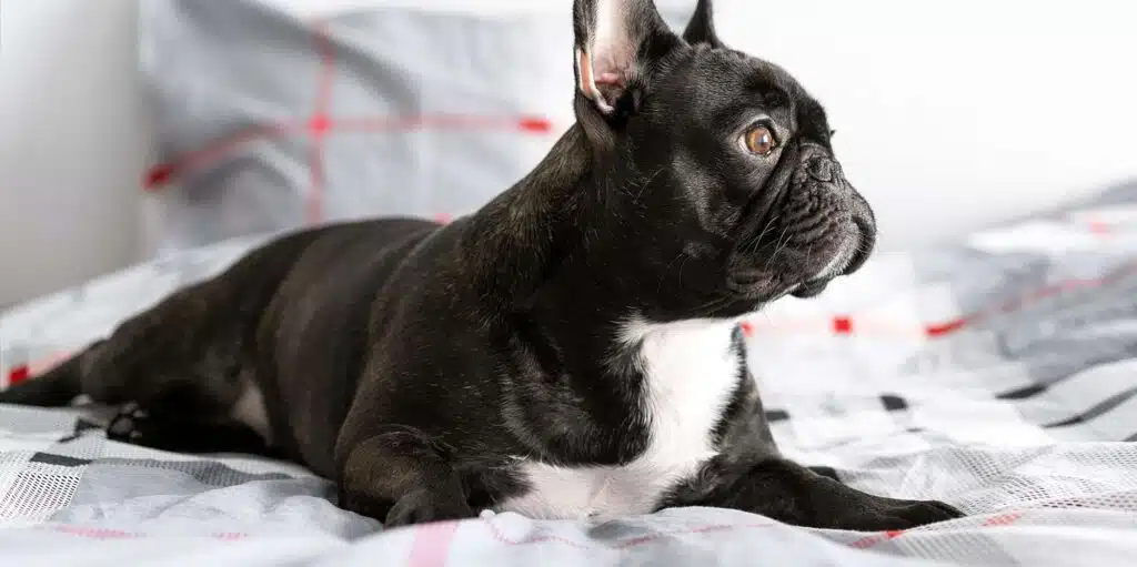 black white french bulldog on bed 1211937539 2000
