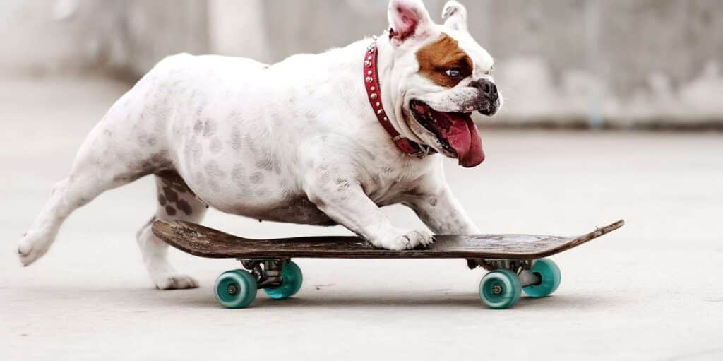 bulldog skateboard 481998317 2000