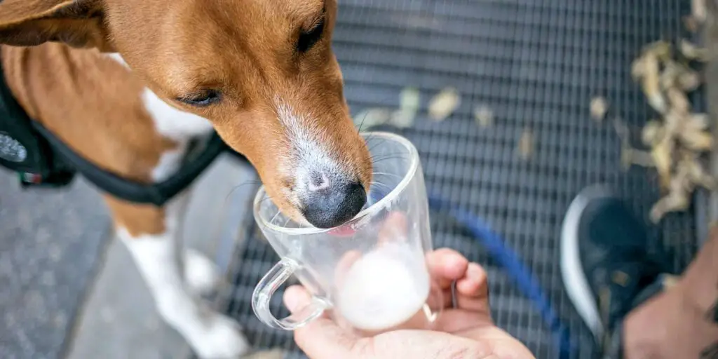 can dogs drink milk 1191468205 2000