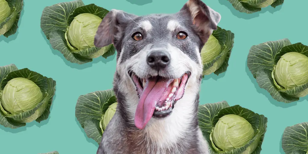 can dogs eat cabbage 4