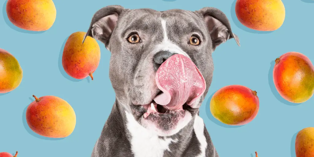 can dogs eat mangos