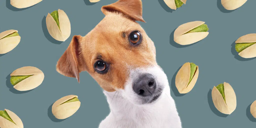 can dogs eat pistachios 2