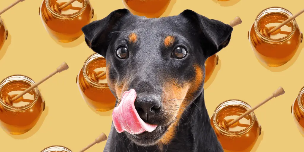 can my dog eat honey