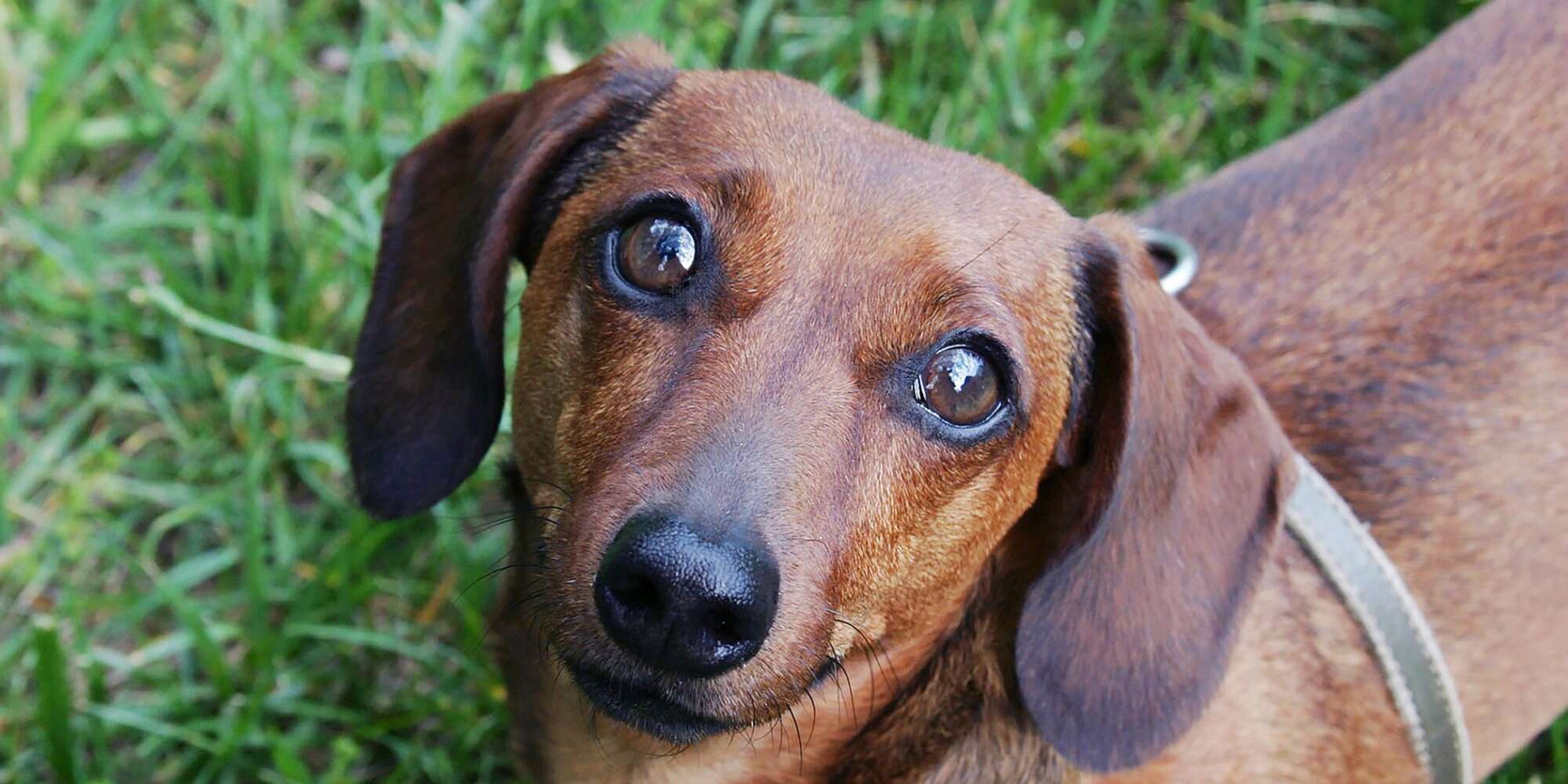 Perché Il Mio Cane Fa La Cacca Di Sangue? Cause, Trattamento E Cosa