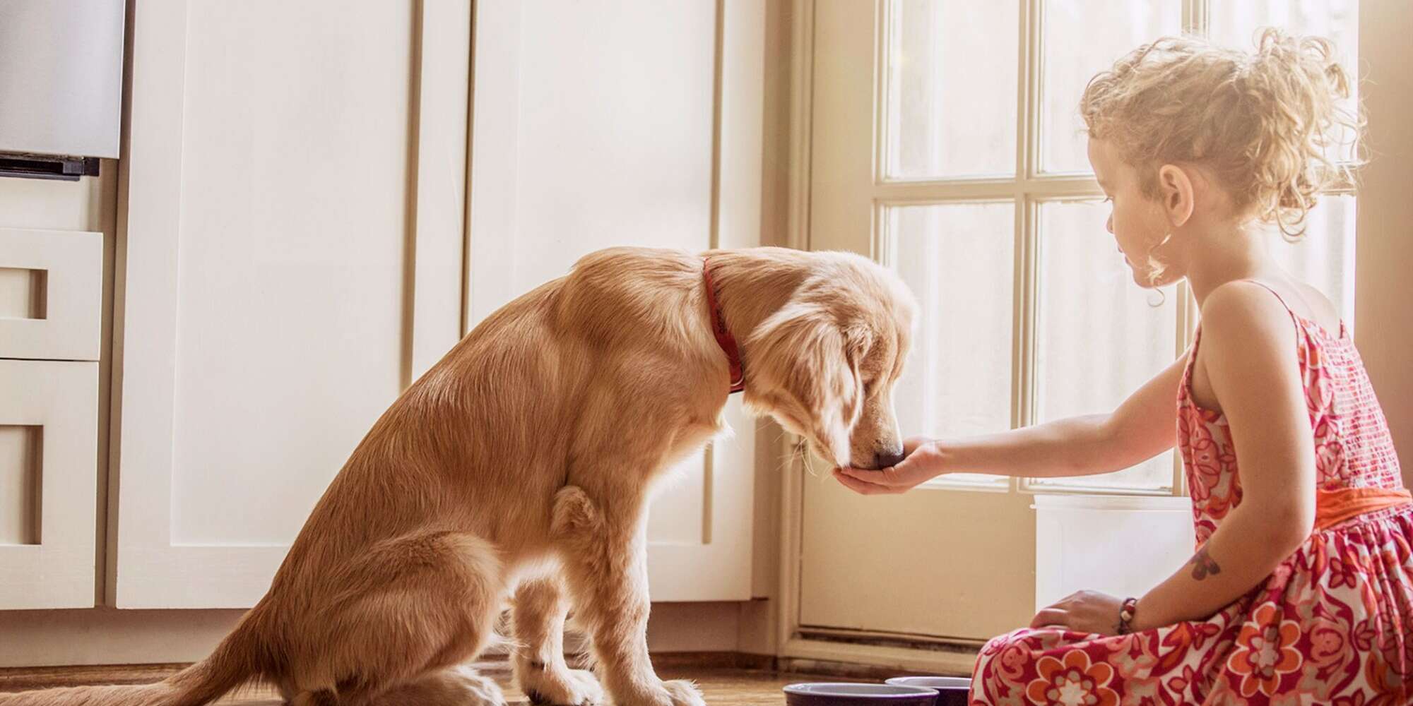 Cosa Fare Se Il Tuo Cane Non Mangia Pet Yolo