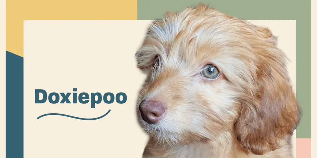 doxiepoo profile treatment