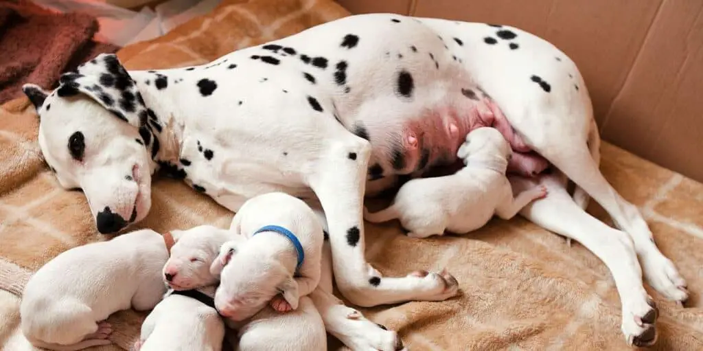 mom dog feeding puppies 864570326 2000