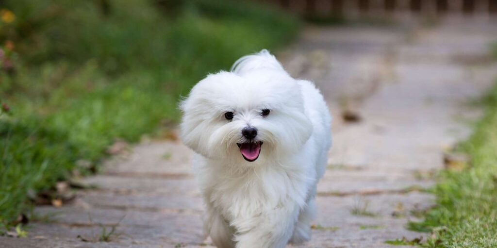 white maletese puppy walking 641791436 2000