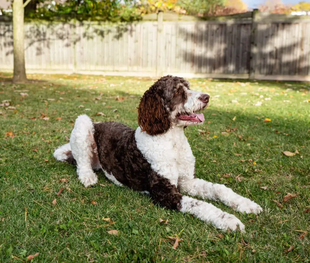 157306 AdobeStock 390434543 Adult brown and white bernedoodle dog laying on the grass outdoors min