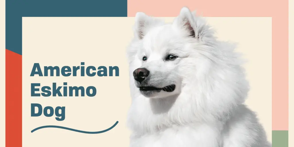 AMERICAN ESKIMO DOG Profile