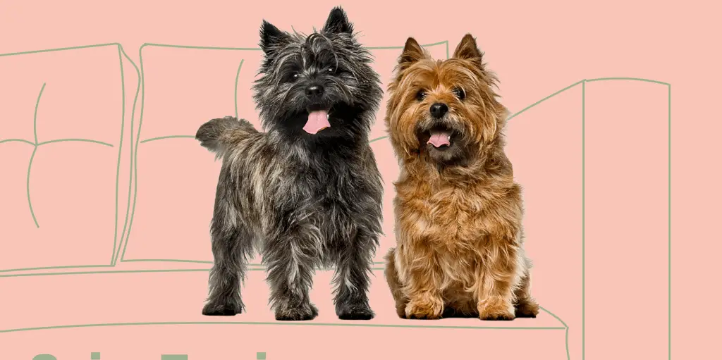 CAIRN.TERRIER Profile