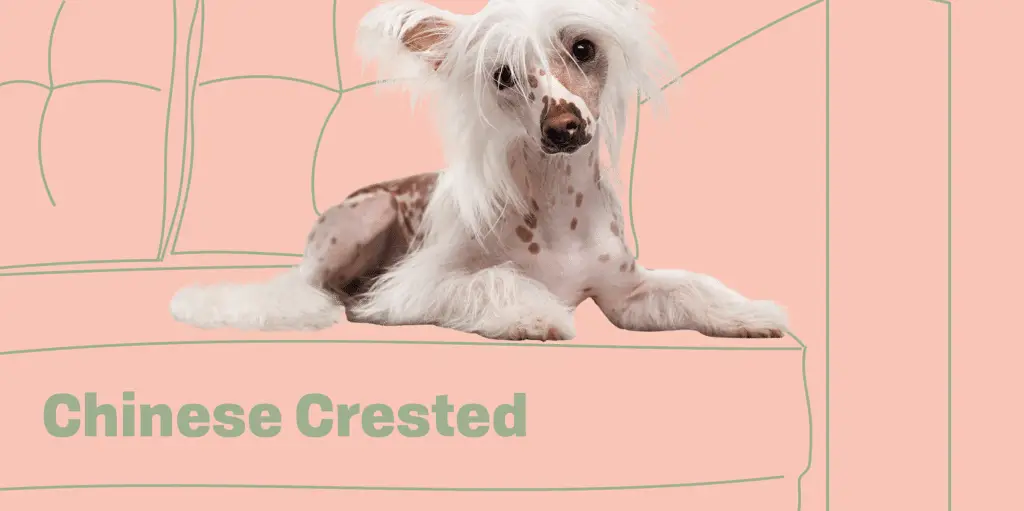CHINESE.CRESTED Profile