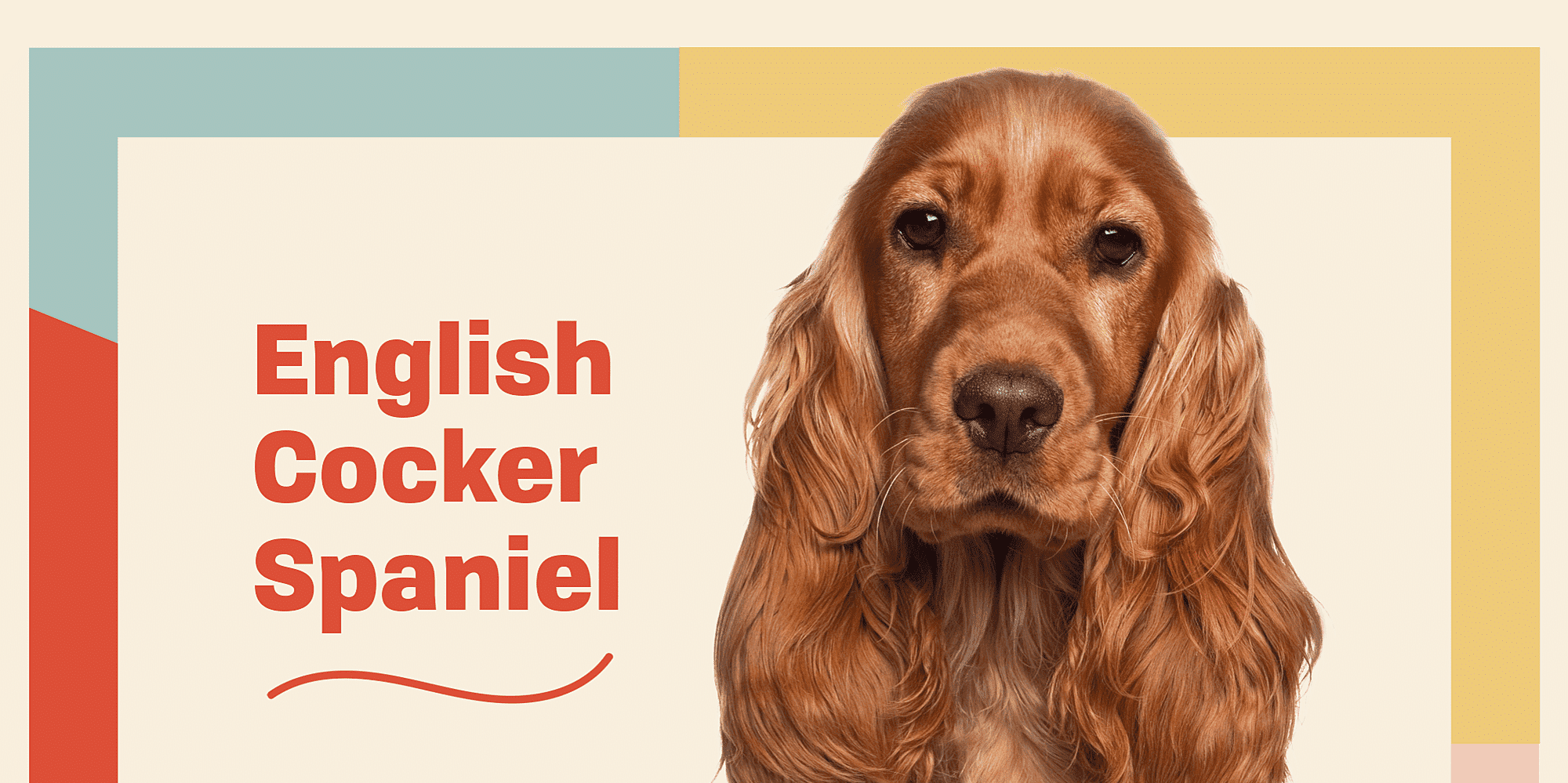 Informazioni E Caratteristiche Sulla Razza Del Cane Cocker Spaniel ...