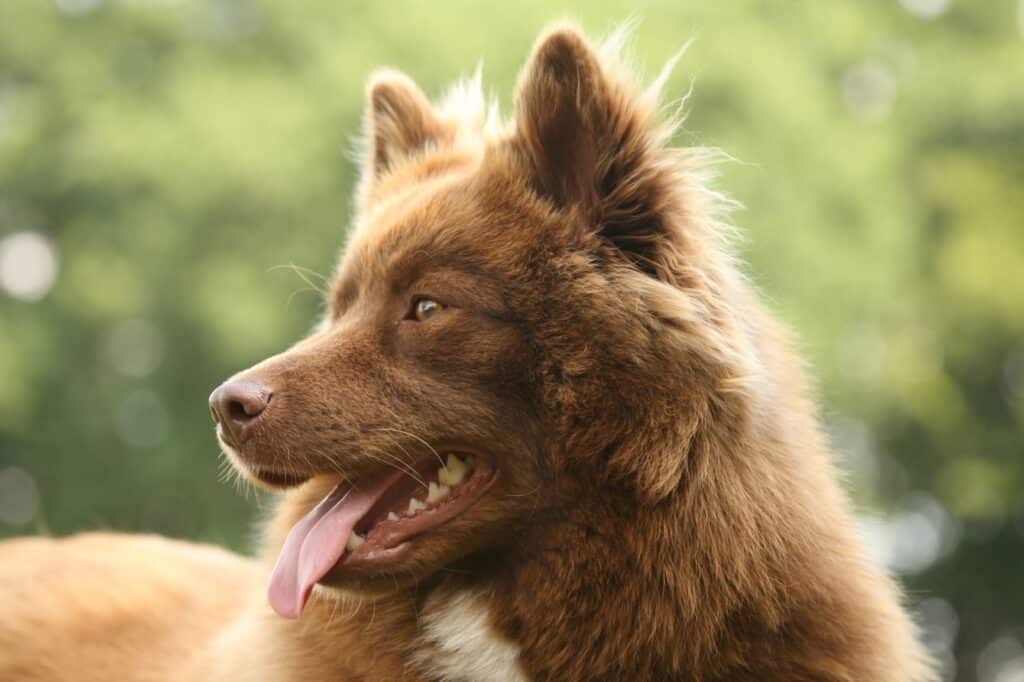 Lapplandischer Rentierhund2