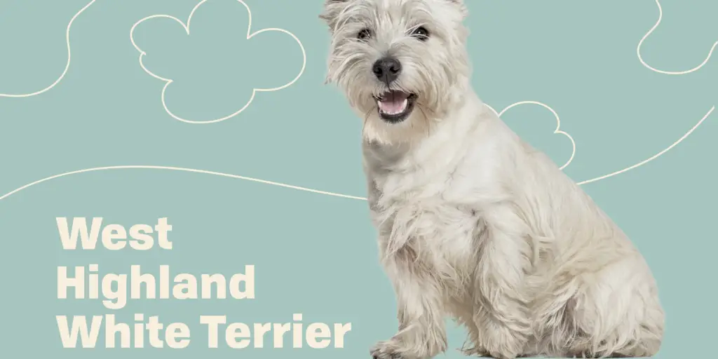WEST HIGHLAND WHITE TERRIER profile