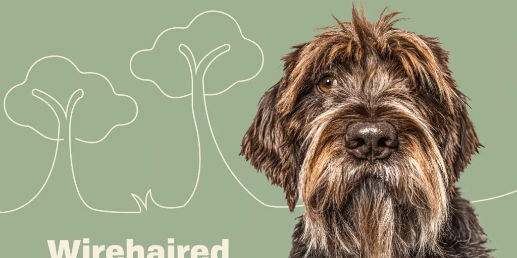 WIREHAIRED POINTING GRIFFON Profile