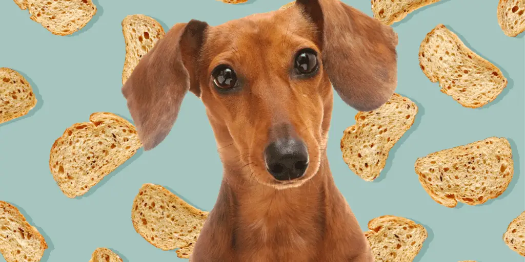 can dogs eat bread 2