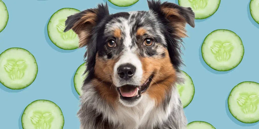 can dogs eat cucumber 2