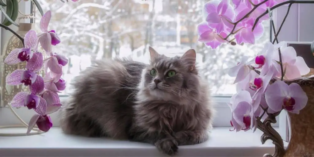 cat and orchid compressed
