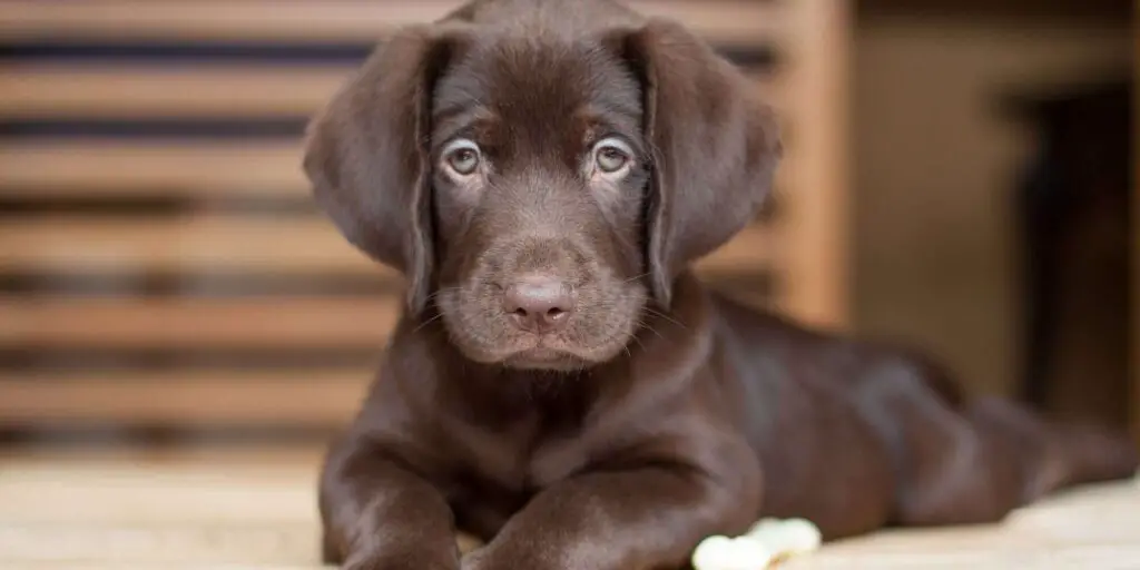 chocolate lab puppy 547349098 2000