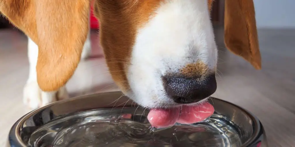 close up dog drinking water 931929946 2000