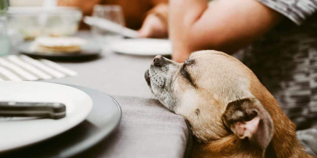 dog at the dinner table 227564235 2000