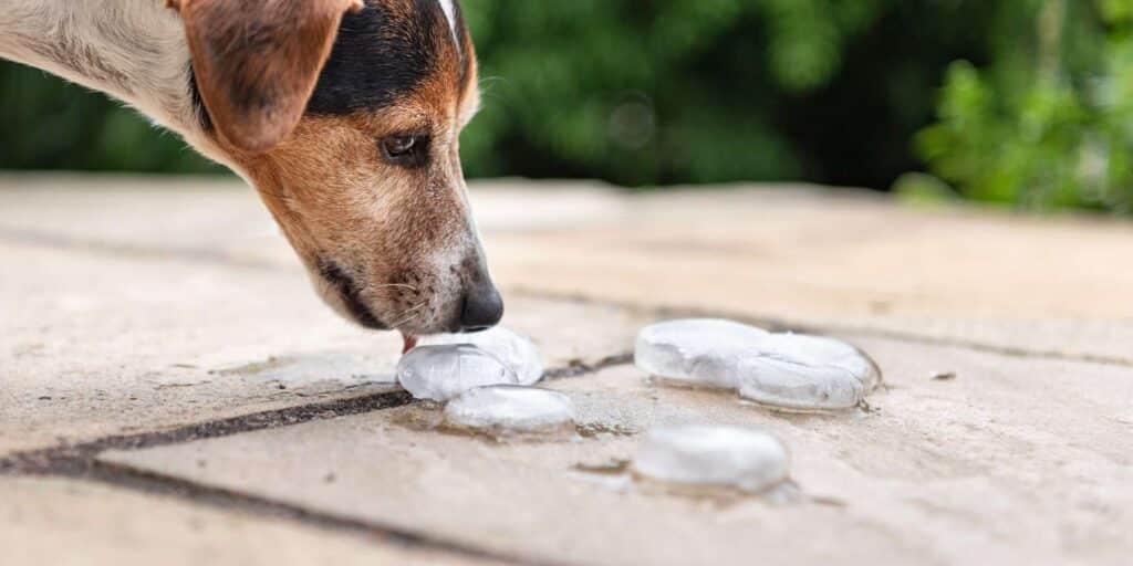 dog eating ice 1005508424 2000