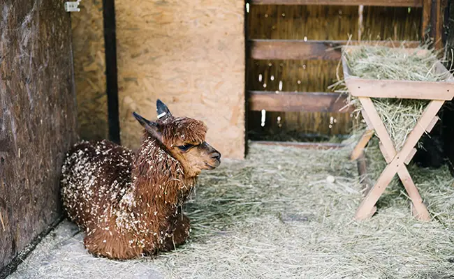 Allevare lama o alpaca privatamente: cosa devi sapere prima di iniziare!