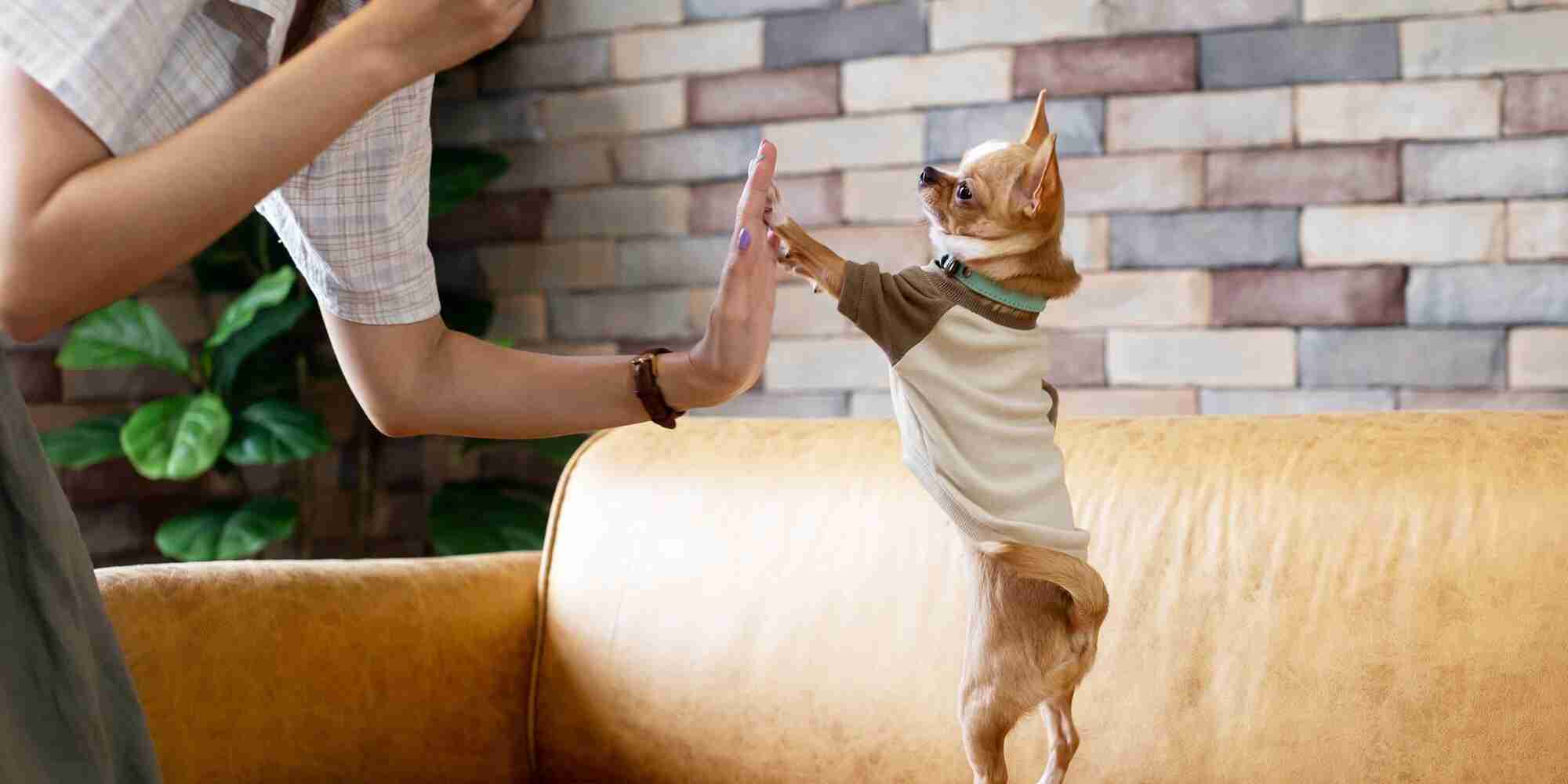 Oltre 175 Nomi Di Cani Messicani Per Il Tuo Perrito Perfecto | Pet Yolo