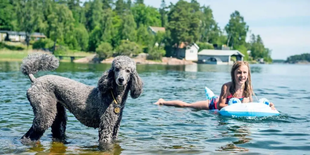 poodle in lake 763172085 2000